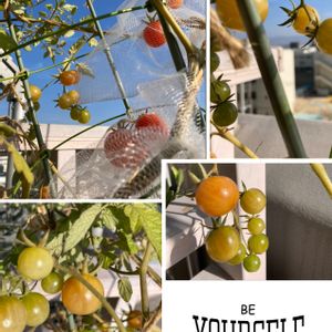 ミジェット極小トマト,水耕栽培,種から,野菜 水耕栽培,無農薬野菜の画像