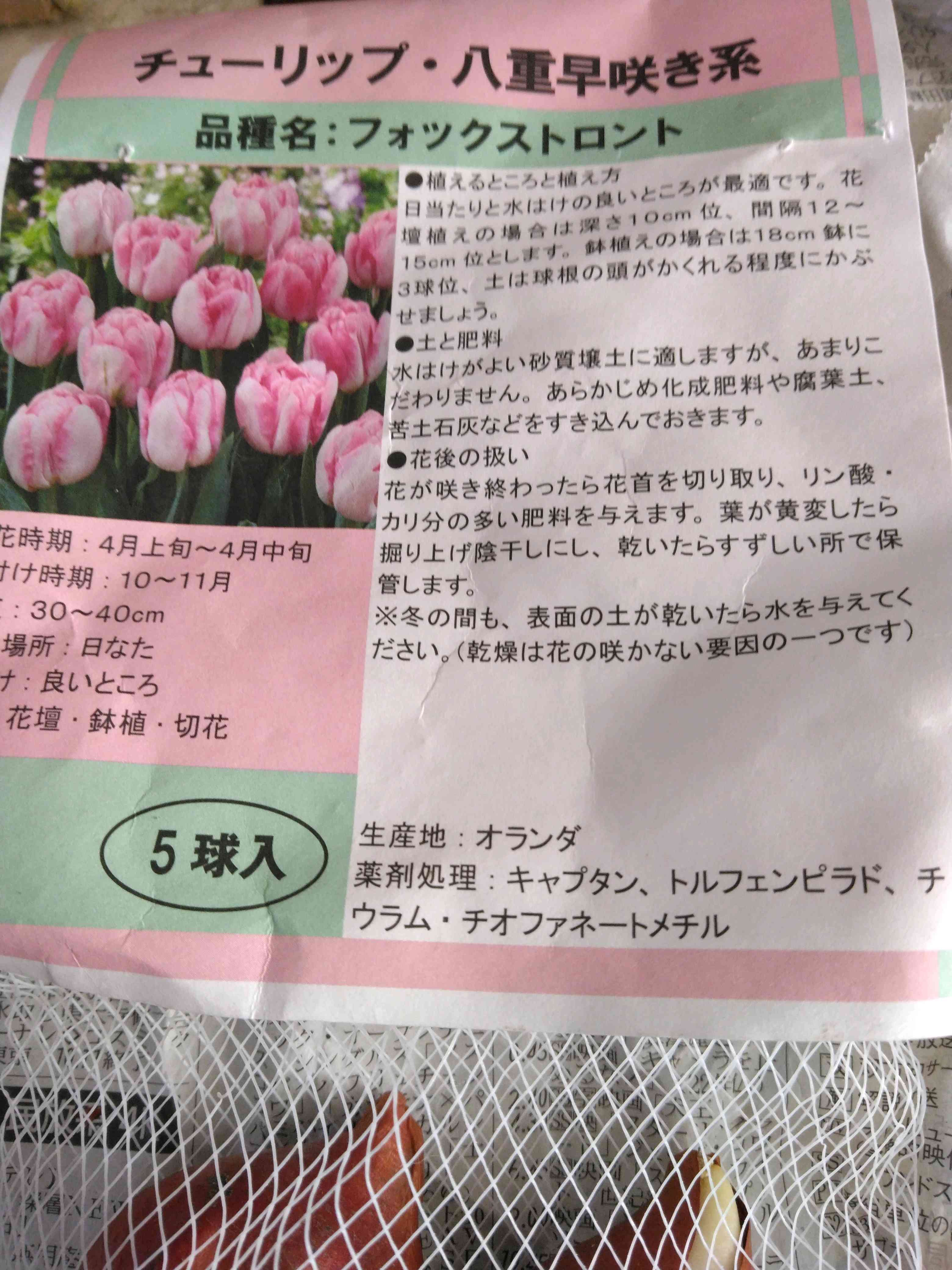 希少 冷蔵 アイスチューリップ『ステラータ』１球 水耕栽培 地植え 早く長く咲く 希少 冷蔵 アイスチューリップ『ステラータ』1球 水耕栽培 地