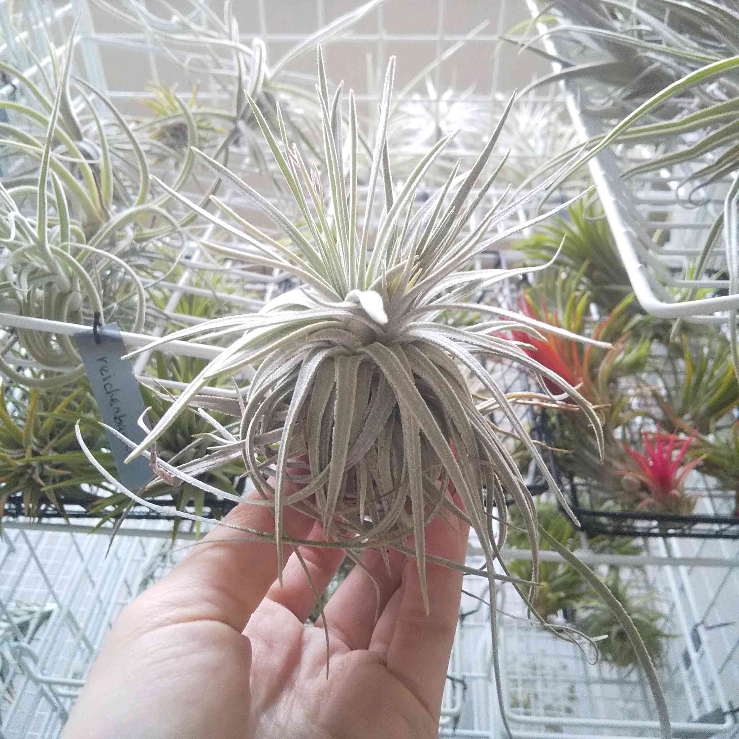 レア) チランジア Bird Rock Tango 子株 レア) チランジア Bird Rock Tango 子株