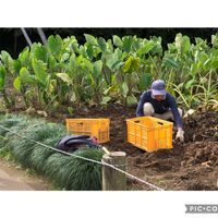 サトイモ,里芋,芋茎(ずいき),農家,富山支部の画像