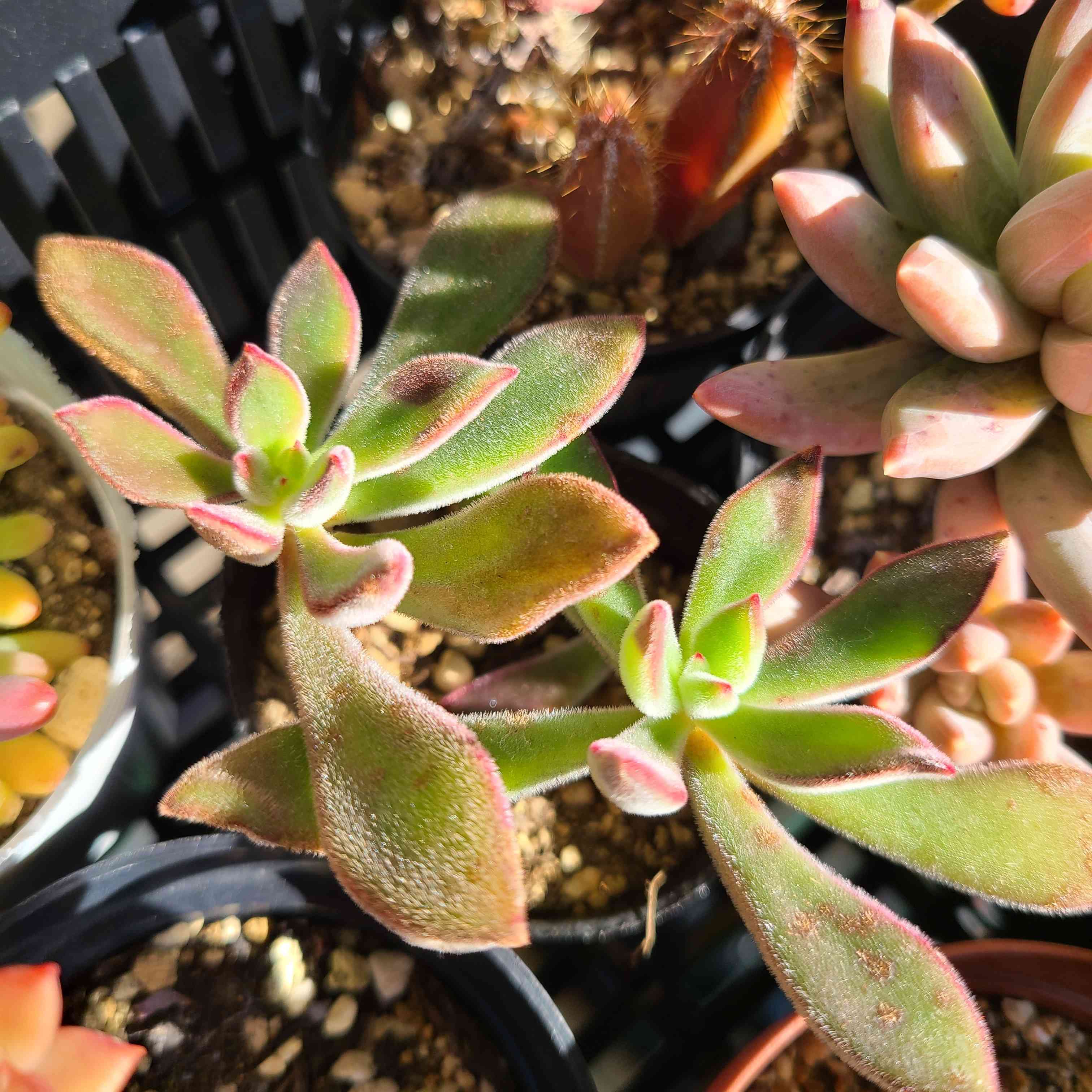 ハムシーの成長記録💕💕｜🍀GreenSnap（グリーンスナップ）