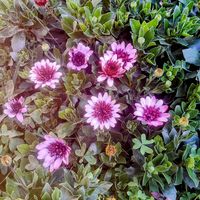 火祭り,オステオスペルマム,百両(カラタチバナ),百両(カラタチバナ),オキザリス 桃の輝きの画像