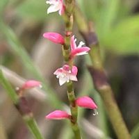 ミズヒキ,花壇,ガーデニング,山野草,タデ科の画像