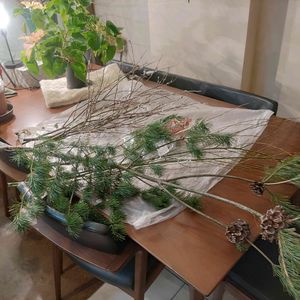 スワッグ,枝もの,植物のある暮らし,お正月飾り,botanical lifeの画像