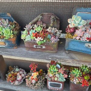 観葉植物,ベランダガーデン,植物,古道具,今日の一枚の画像