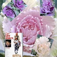 ハボタン,葉牡丹,お正月,謹賀新年,映画の日の画像