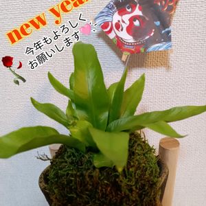 アスプレニウム,苔玉,いつもありがとう♡,北海道,観葉植物を楽しむの画像