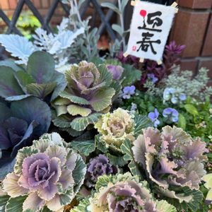 葉牡丹,COCO'S寄せ植え＊＊,玄関アプローチの画像