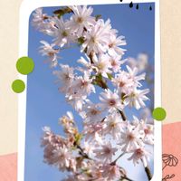 姫りんご,スイカズラ(忍冬),桜,スノー フレーク,チュー リップの画像