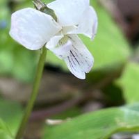 スミレ,アリアケスミレ,山野草,スミレ科,里山の画像