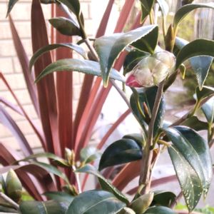 ツバキ,コルジリネ レッドスター,銅葉植物の画像