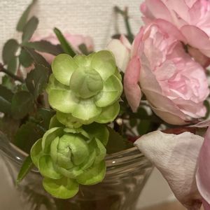 グリーンアイス,エクレール,バラ エクレール,バラ 鉢植え,緑のバラの画像