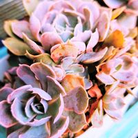 シャビアナ,フロリディティ,M's Succulent Memories,チョコレートムース,Love & Peaceの画像
