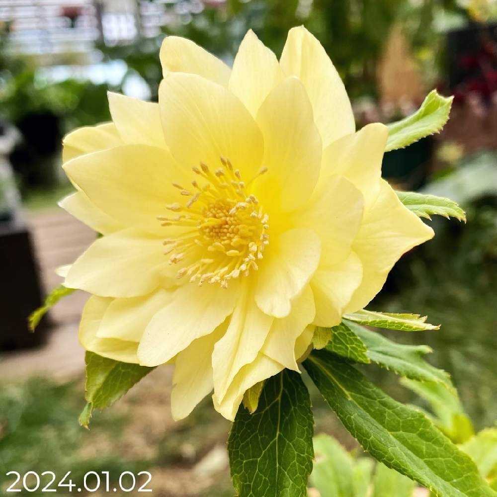 クリスマスローズ イエローアプリコット、ミスティローズなど