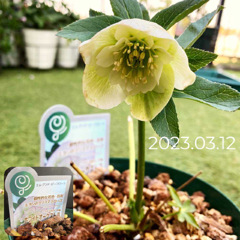 お庭のクリスマスローズ｜🍀GreenSnap（グリーンスナップ）