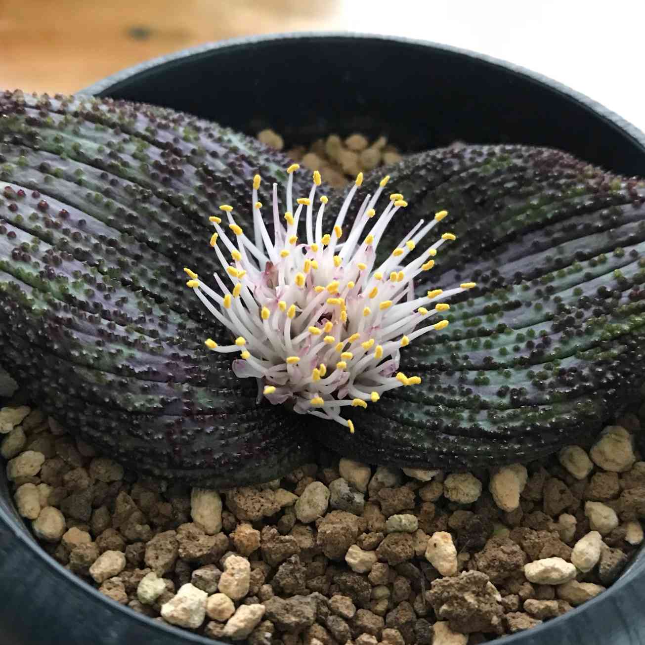 はじめてのマッソニア・ロンギペス｜🍀GreenSnap（グリーンスナップ）