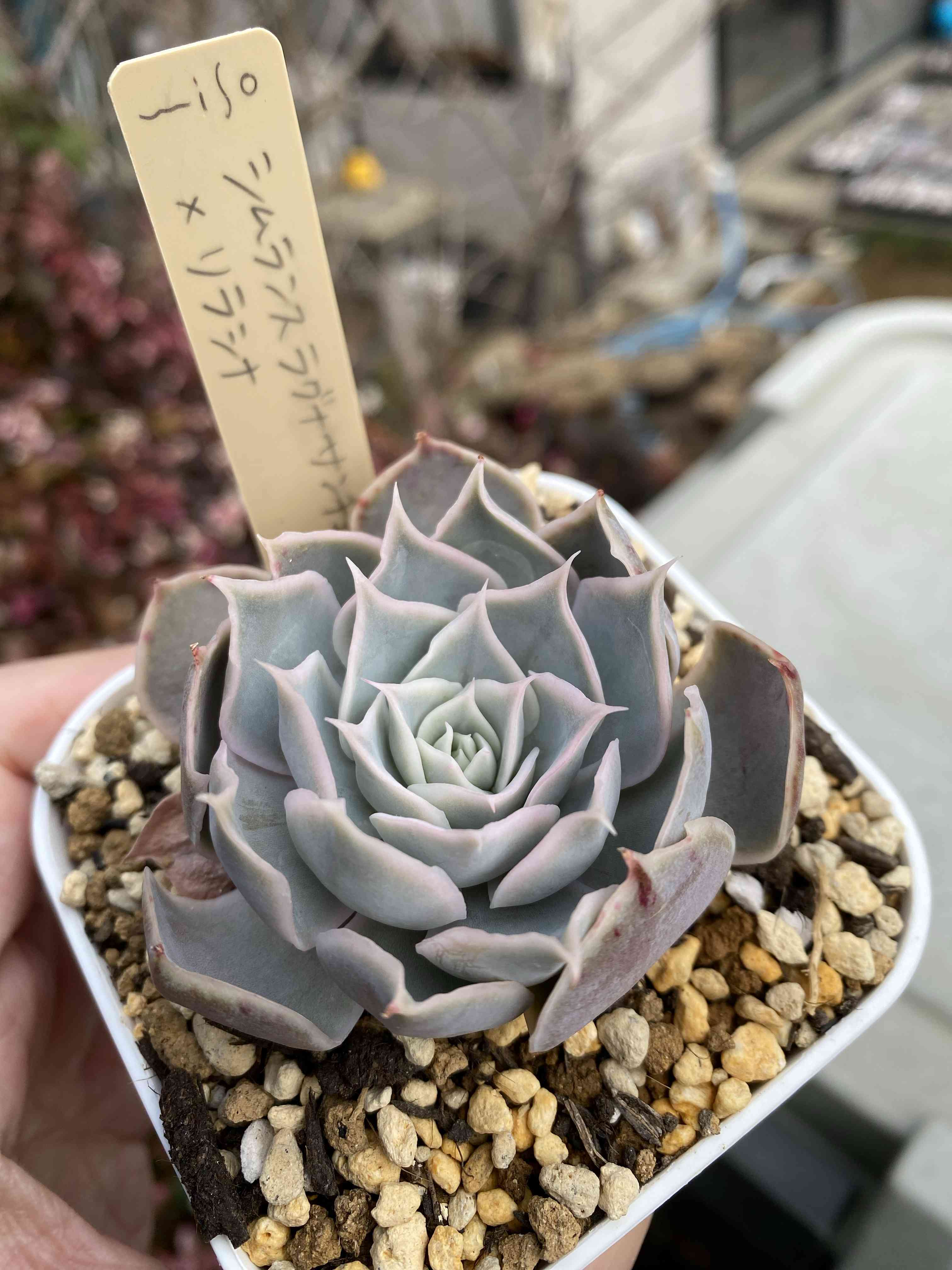 ミソップ苗の一覧｜🍀GreenSnap（グリーンスナップ）