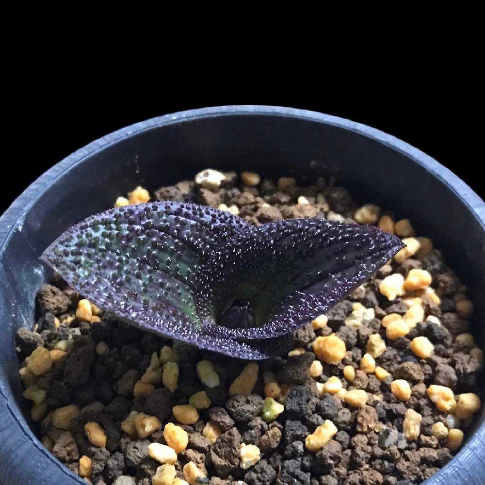 はじめてのマッソニア・ロンギペス｜🍀GreenSnap（グリーンスナップ）