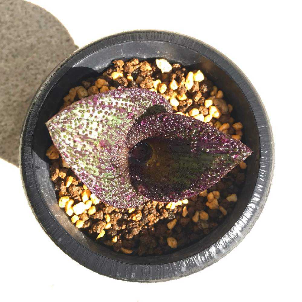 はじめてのマッソニア・ロンギペス｜🍀GreenSnap（グリーンスナップ）