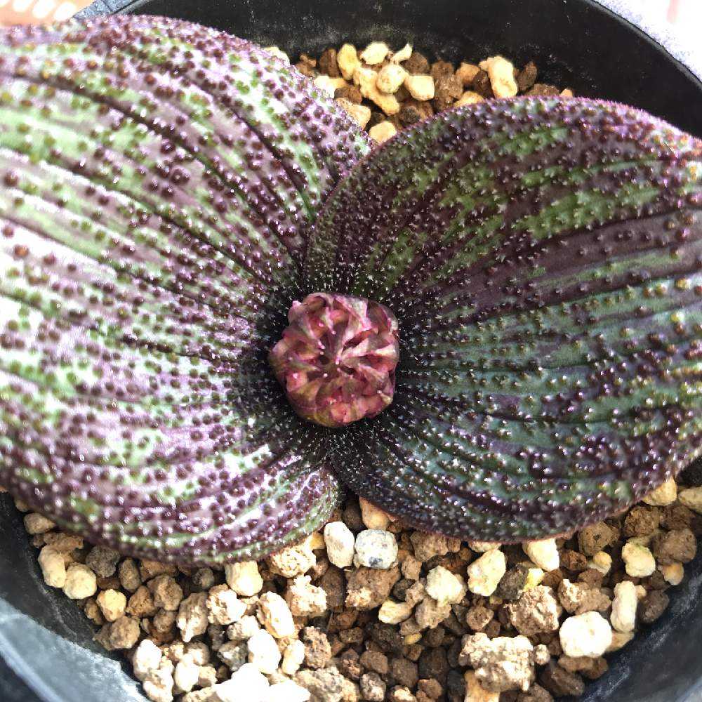 アイビリー部 全て鉢ごと速達 マッソニア・ロンギペス錦他 計３点 はじめてのマッソニア・ロンギペス｜🍀GreenSnap（グリーンスナップ）