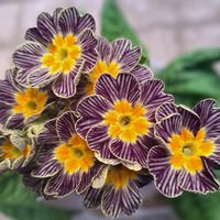 プリムラ,プリムラ,八重咲きストック,プリムラマラコイデス,プリムラマラコイデスの画像