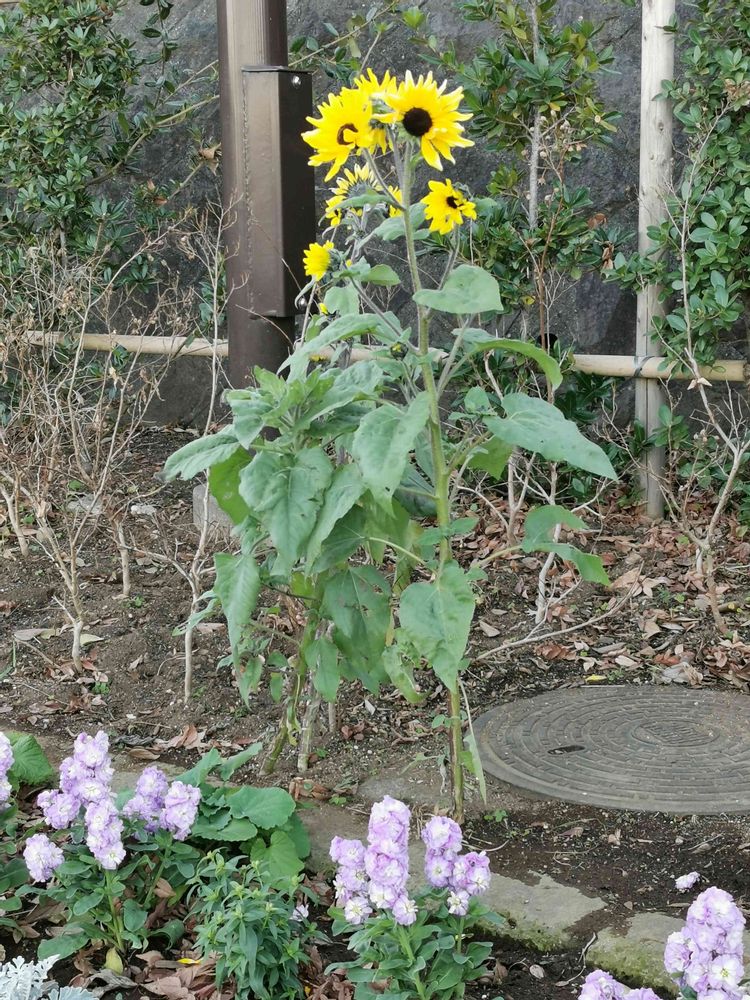 とりさんの港の見える丘公園への投稿