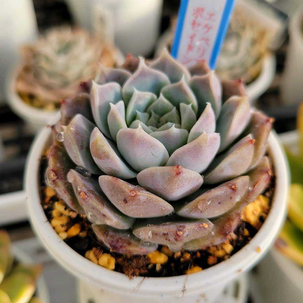 ポセイドン｜🍀GreenSnap（グリーンスナップ）