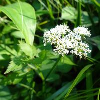 セリ,散歩,在来種,緑地公園,立川崖線の画像