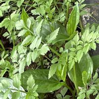 セリ,今日のお花,板橋区赤塚植物園の画像