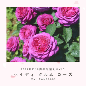ピンクのバラ,四季咲き中輪系,バラ　ハイディ クルム ローズ,バラ 鉢植え,京成バラ園芸の画像
