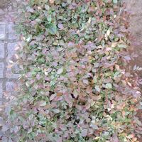 セリ,斑入りセリ   フラミンゴ,セリフラミンゴ,自分らしくね,健康は宝の画像