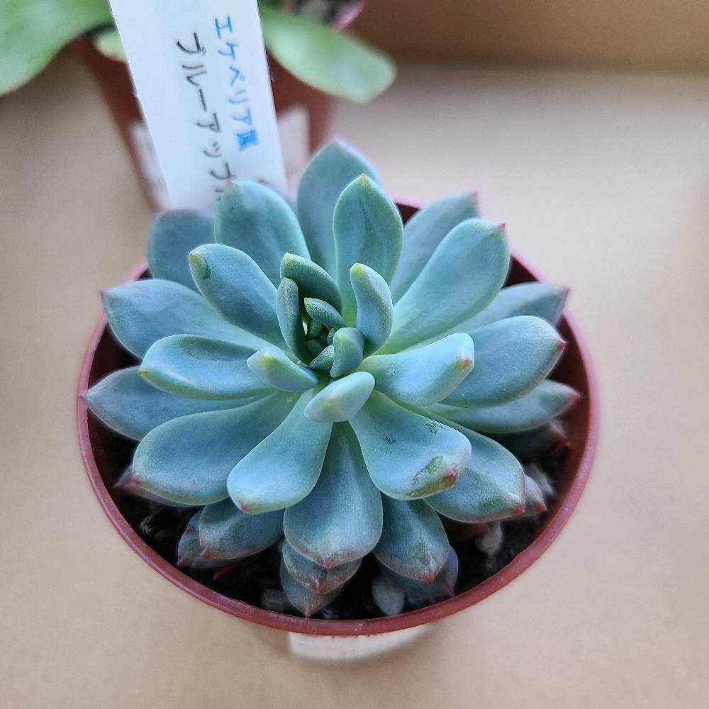 ブルーアップルの成長記録💙🍎｜🍀GreenSnap（グリーンスナップ）