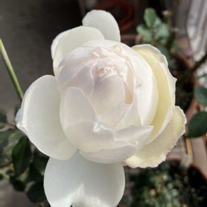 スノートワ,鉢植え,ガーデニング,白い花,バラ 鉢植えの画像