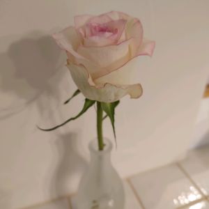 バラ,切り花,一輪挿し,花瓶,キッチンの画像