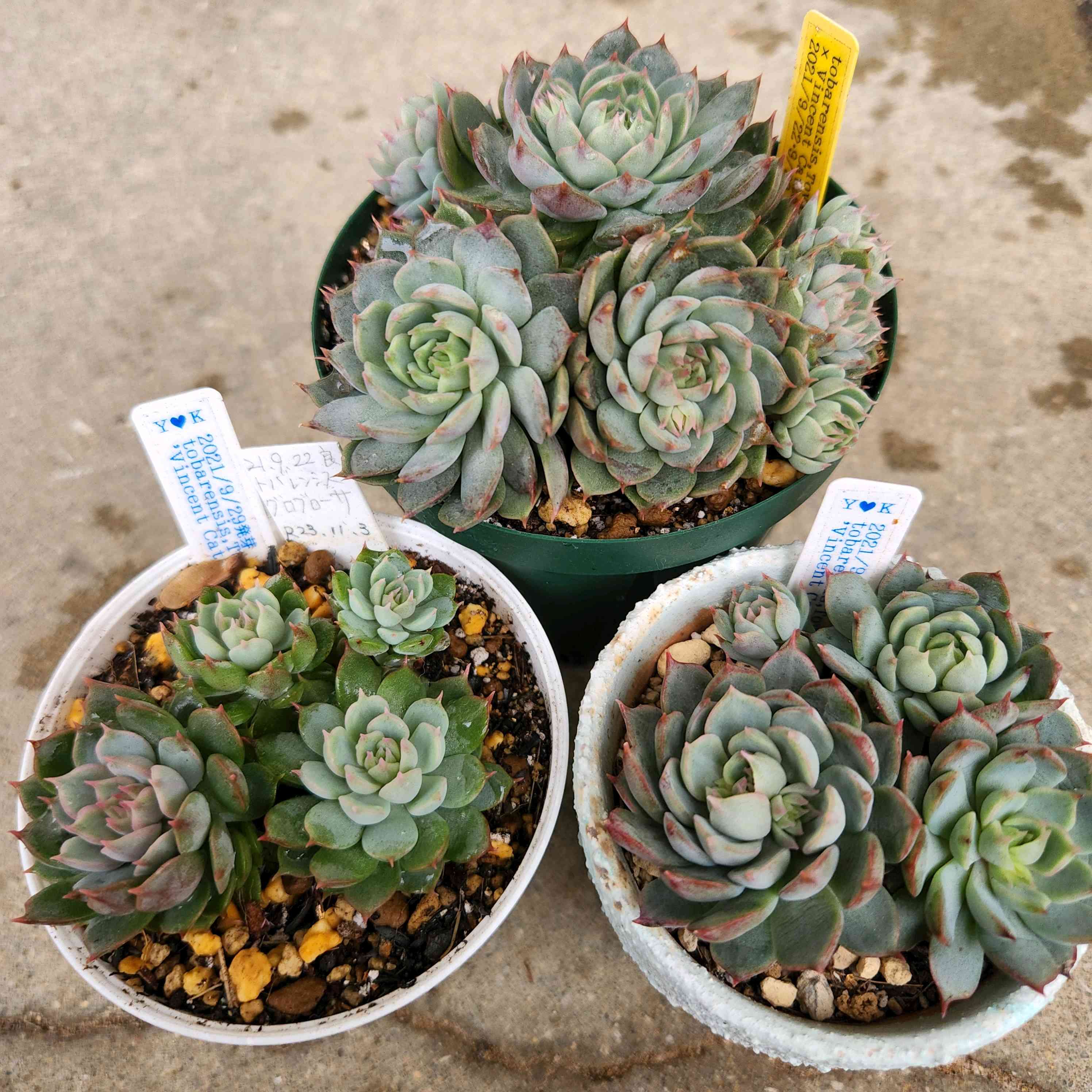 トバレンシス×ビンセントカトーの一覧｜🍀GreenSnap（グリーンスナップ）