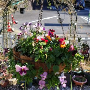 パンジー・ビオラ,寄せ植え,我が家の庭,ハンギングバスケット,可愛らしい花の画像