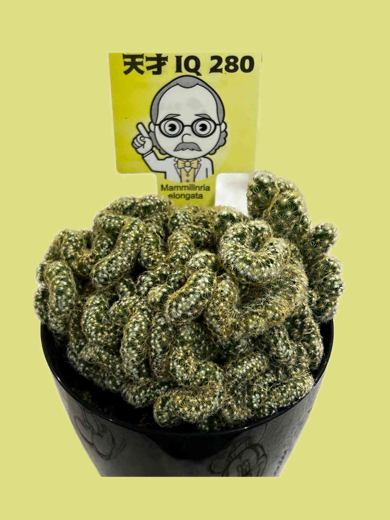 金手毬綴化の一覧｜🍀GreenSnap（グリーンスナップ）