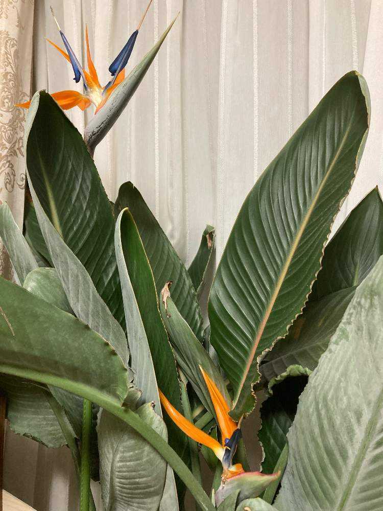 ストレリチア　レギネ開花中株 ストレリチア レギネ(極楽鳥花) 【観葉植物 8号鉢／1個売り