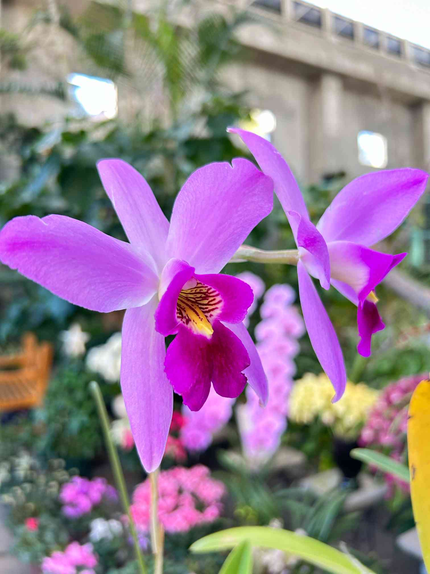 新春春蘭ショー🩷新春洋蘭展2024@庭園フラリエ｜🍀GreenSnap（グリーン