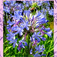 アガパンサス,ムラサキクンシラン(紫君子蘭)の画像
