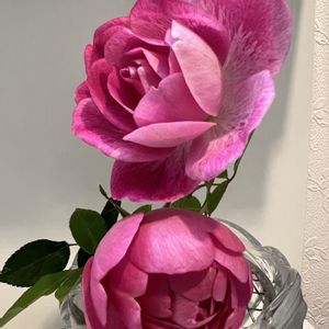 ロイヤルジュビリー,ブリリアント・ピンク・アイスバーグ,切り花,ER,剪定の画像