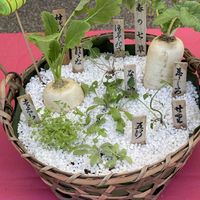 カブ,スズナ,春の七草,今日のお花の画像