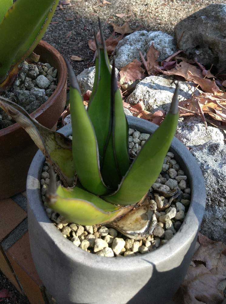 福岡市植物園の多肉植物たち①｜🍀GreenSnap（グリーンスナップ）