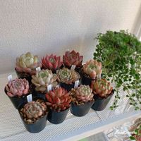 多肉福箱,多肉植物,多肉大好き,多肉中毒,多肉のある暮らしの画像