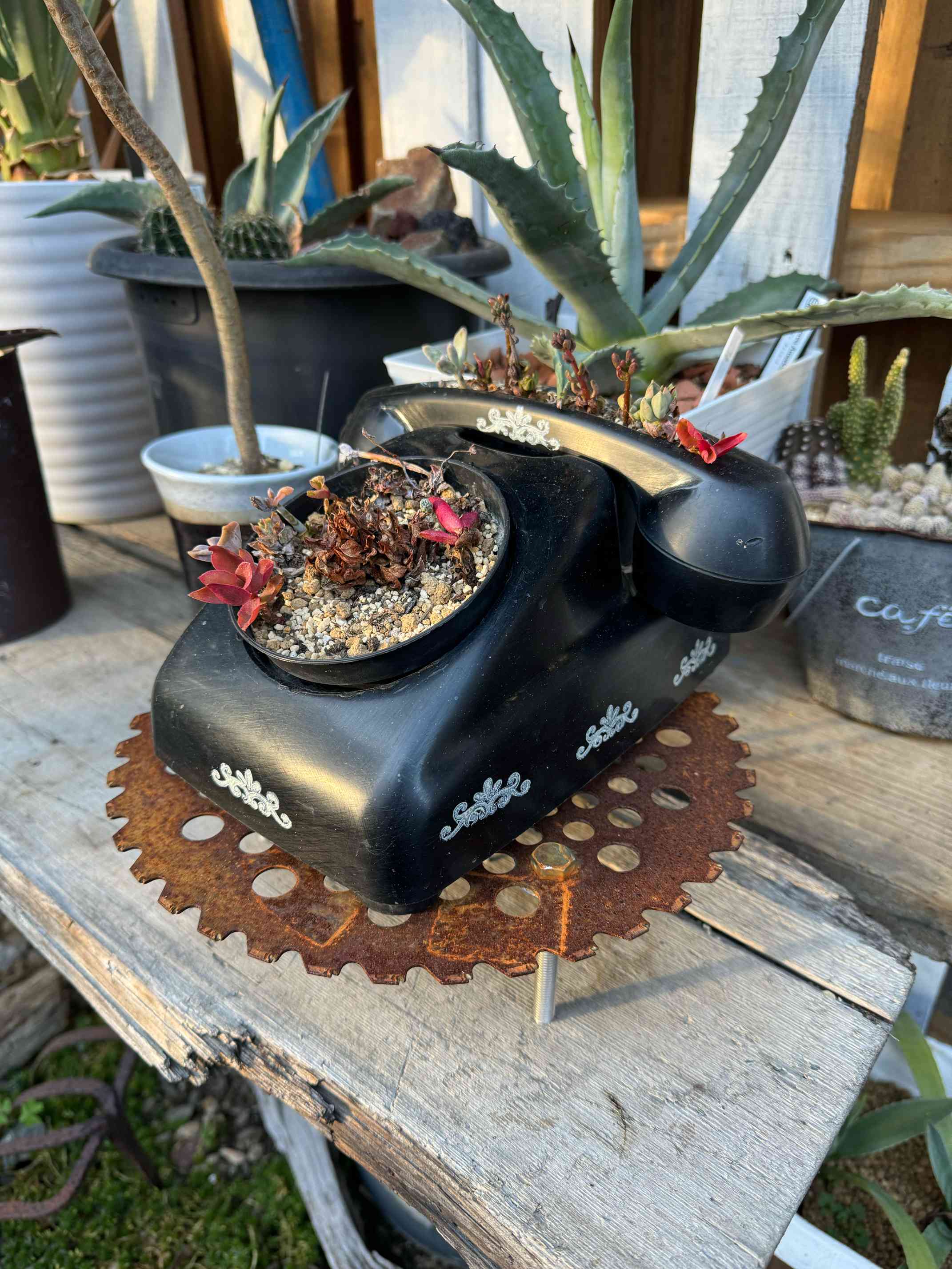 黒電話📞寄植え｜🍀GreenSnap（グリーンスナップ）