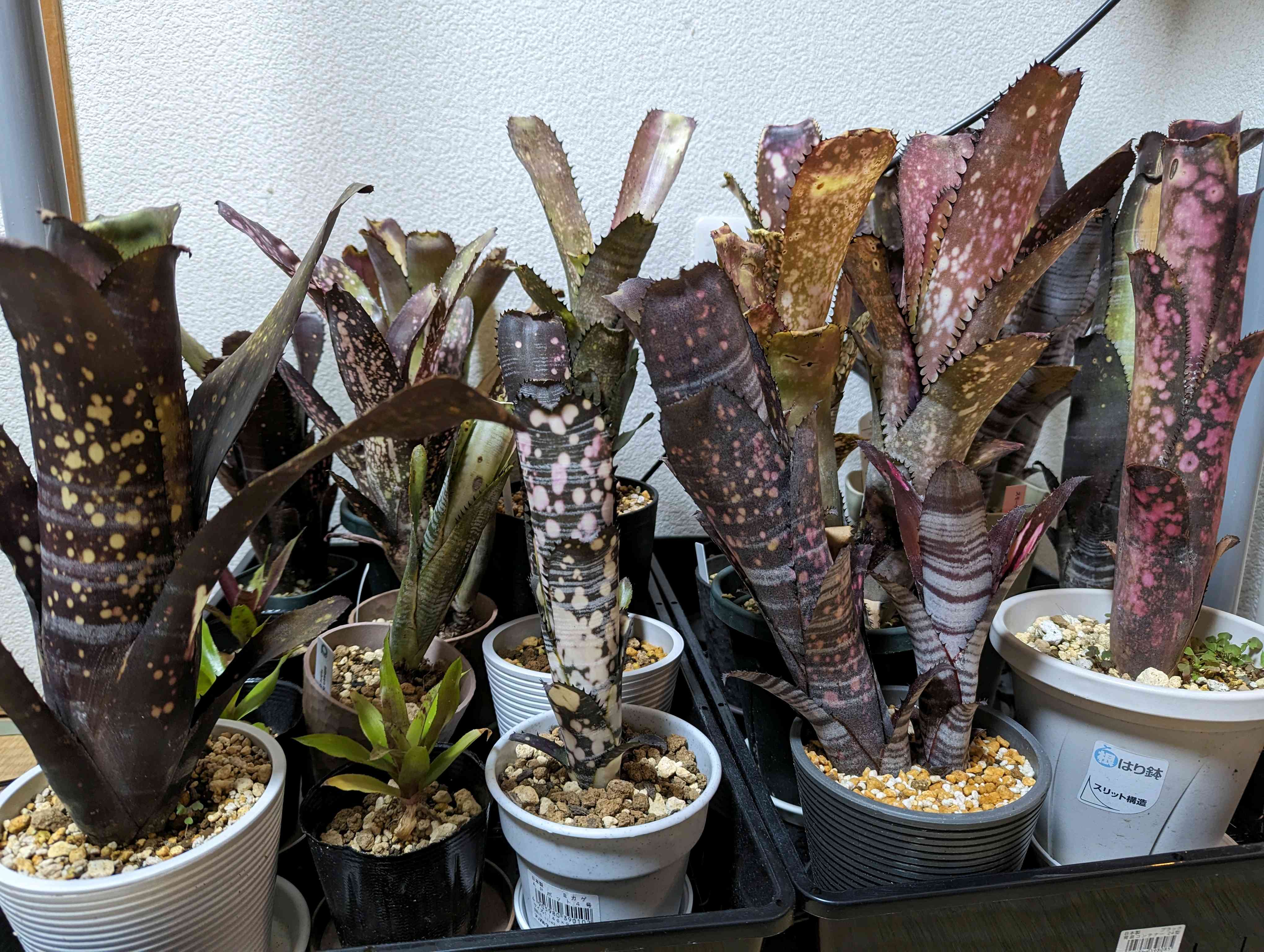 ビルベルギア の一覧｜🍀GreenSnap（グリーンスナップ）