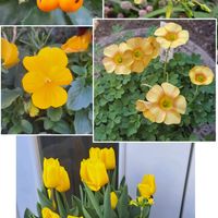 オキザリス,カランコエ,カランコエ,チューリップ,ビオラの画像