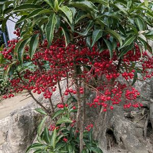 マンリョウ,庭園,美しい,今日のお花,見事な実の画像