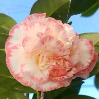 ツバキ,西洋椿,マーガレットデイビス,つばき　マーガレットデイビス,botanical lifeの画像