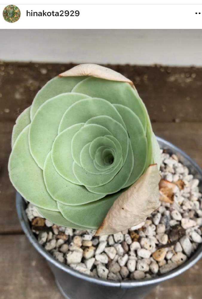 旧グリーノビア アエオニウム オーレア成長期｜🍀GreenSnap（グリーン